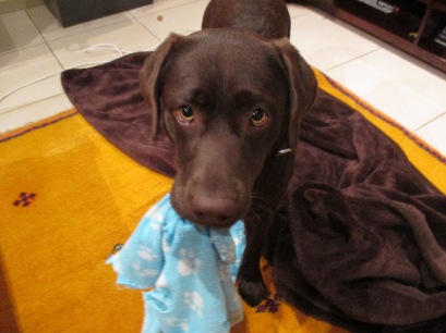 Solutions like Molly, the slightly-cross eyed chocolate labrador puppy with a tendency to annoy sleeping cats.